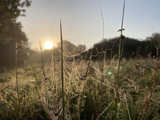 Cobwebs at dawn in Long Acre